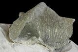 Pyrite Replaced Brachiopod (Paraspirifer) Fossil on Shale - Ohio #136655-2